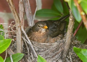 bird-nest