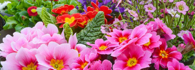 flowers_crop_sm