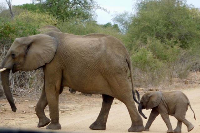 safari-talk-elephants