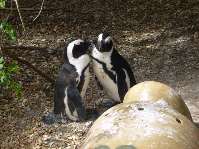 safari-talk-penguins
