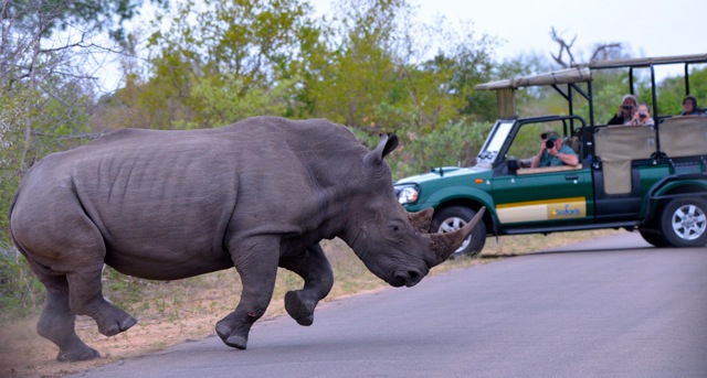 safari-talk-rhino