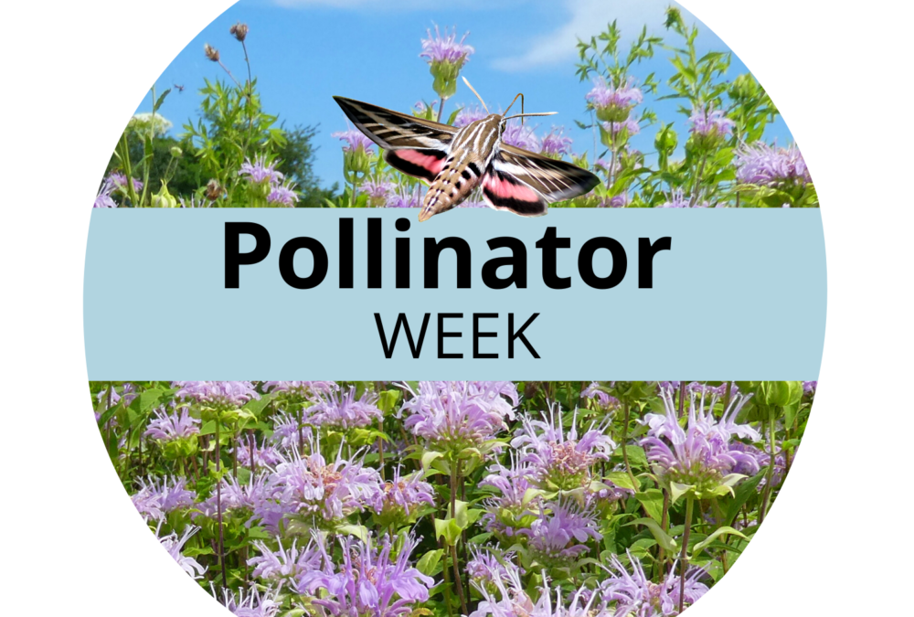 WHPL Celebrates Pollinators!